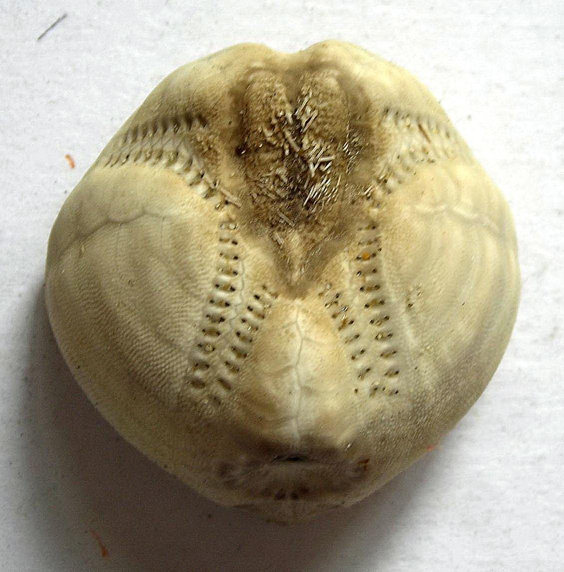 Echinocardium mediterraneum (Pennant, 1777) - teca